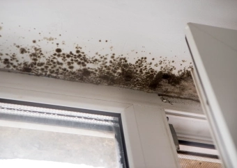 Mold Leads service